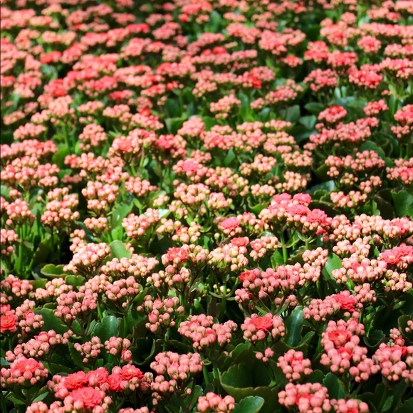 Meet your Posher, Sarah - Picture 4 of 7